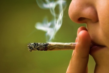 Marijuana Use Linked to Two Deaths